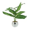 Room > Room Plants